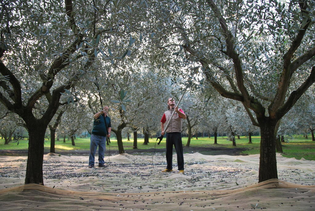 Agriturismo Terra E Sole SantʼAmbrogio di Valpolicella Zimmer foto